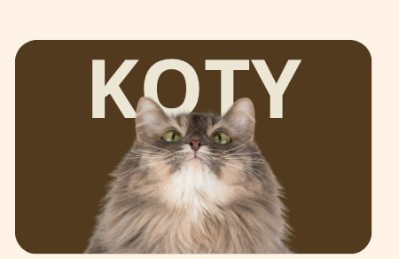 kategoria koty