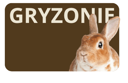 kategoria gryzonie