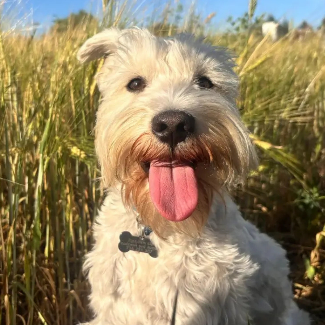 Billy
